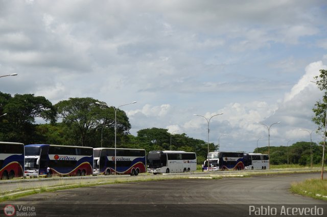 Expresos Occidente Gua 2019 44 por Pablo Acevedo