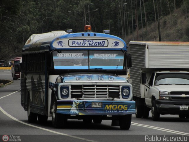 Transporte Colectivo Palo Negro 031 por Pablo Acevedo