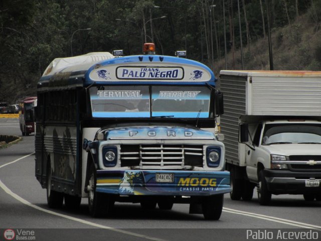 Transporte Colectivo Palo Negro 31 por Pablo Acevedo