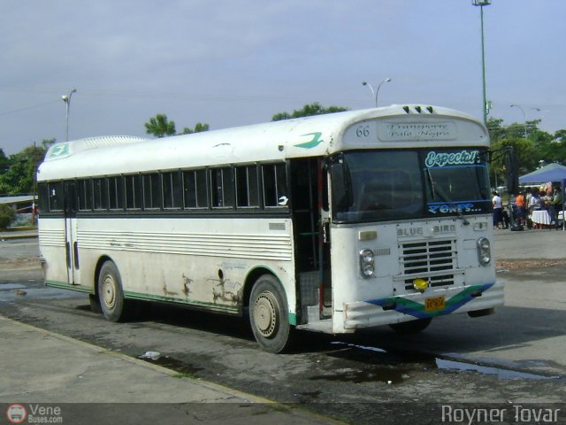 Transporte Colectivo Palo Negro 66 por Royner Tovar