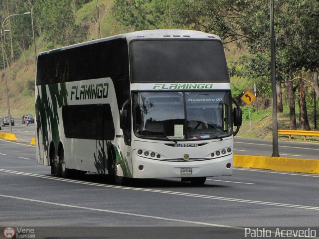 Expresos Flamingo 0241 por Pablo Acevedo
