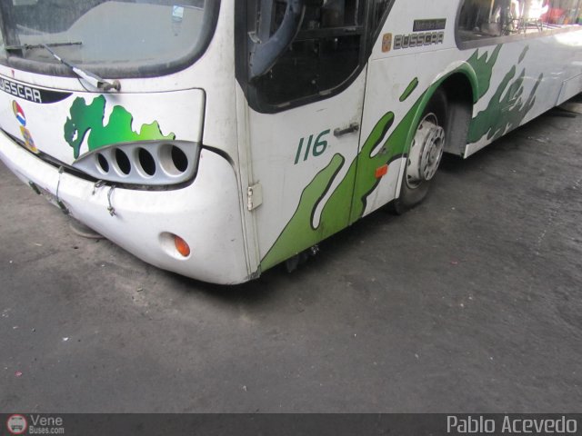 Expresos Flamingo 0116 por Pablo Acevedo